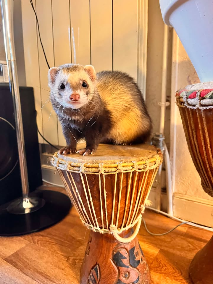 Moka une boule d'amour