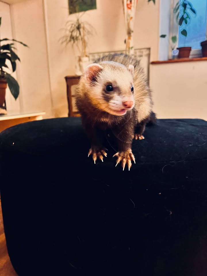 Moka une boule d'amour