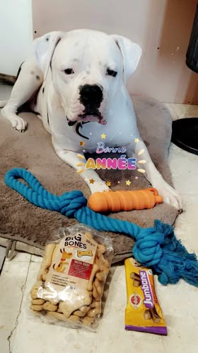 Bonnee année Ténor