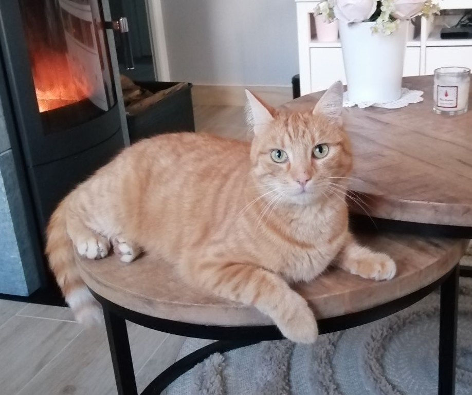 Bonne année de Tigrou (totem)