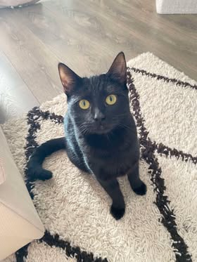 Bonne année de Bianca et Bueno