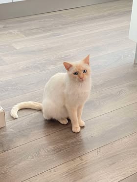 Bonne année de Bianca et Bueno