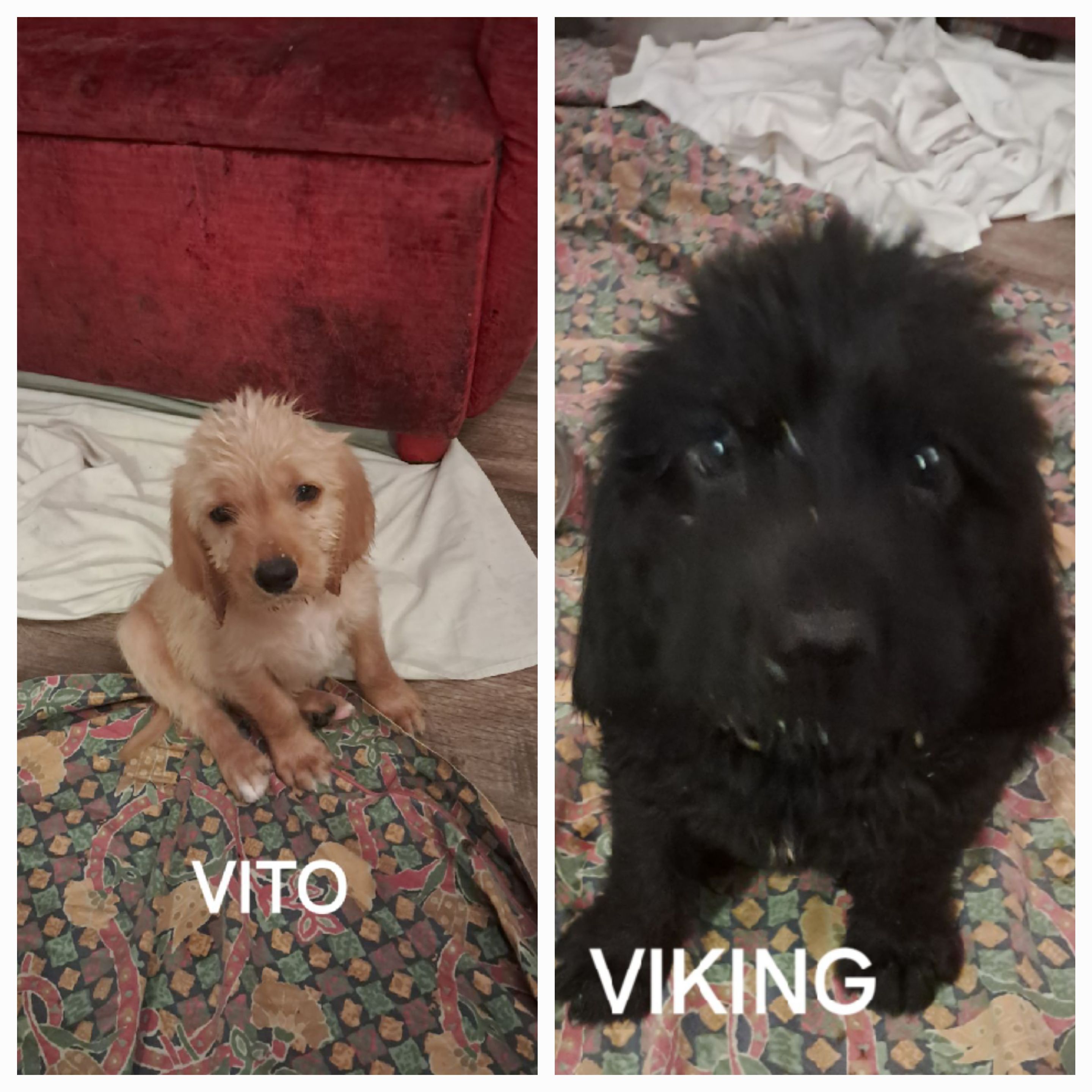 Vito et Viking