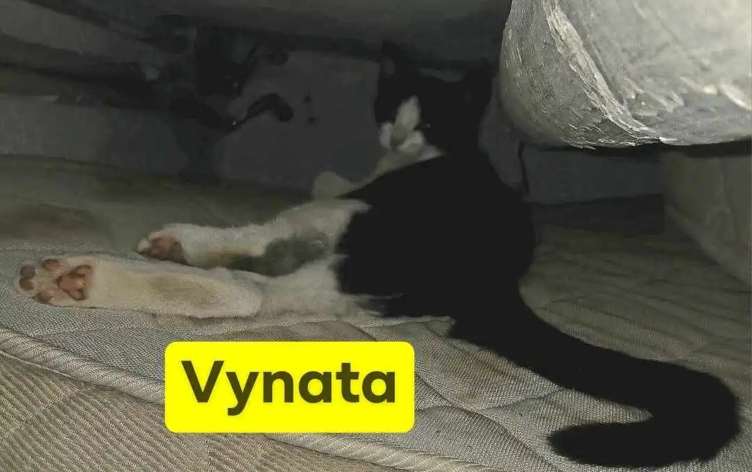 Vynata
