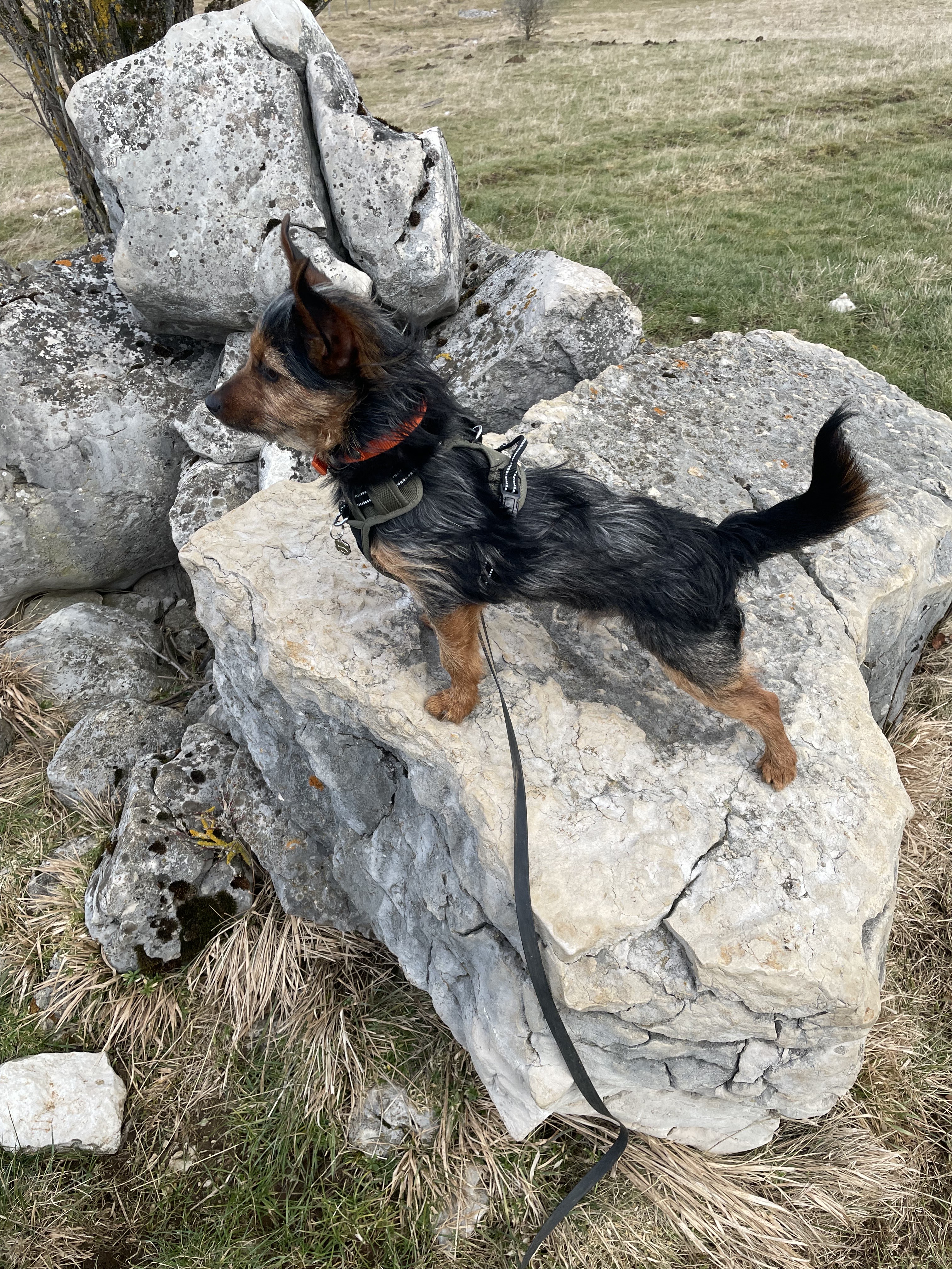 Clovis des nouvelles