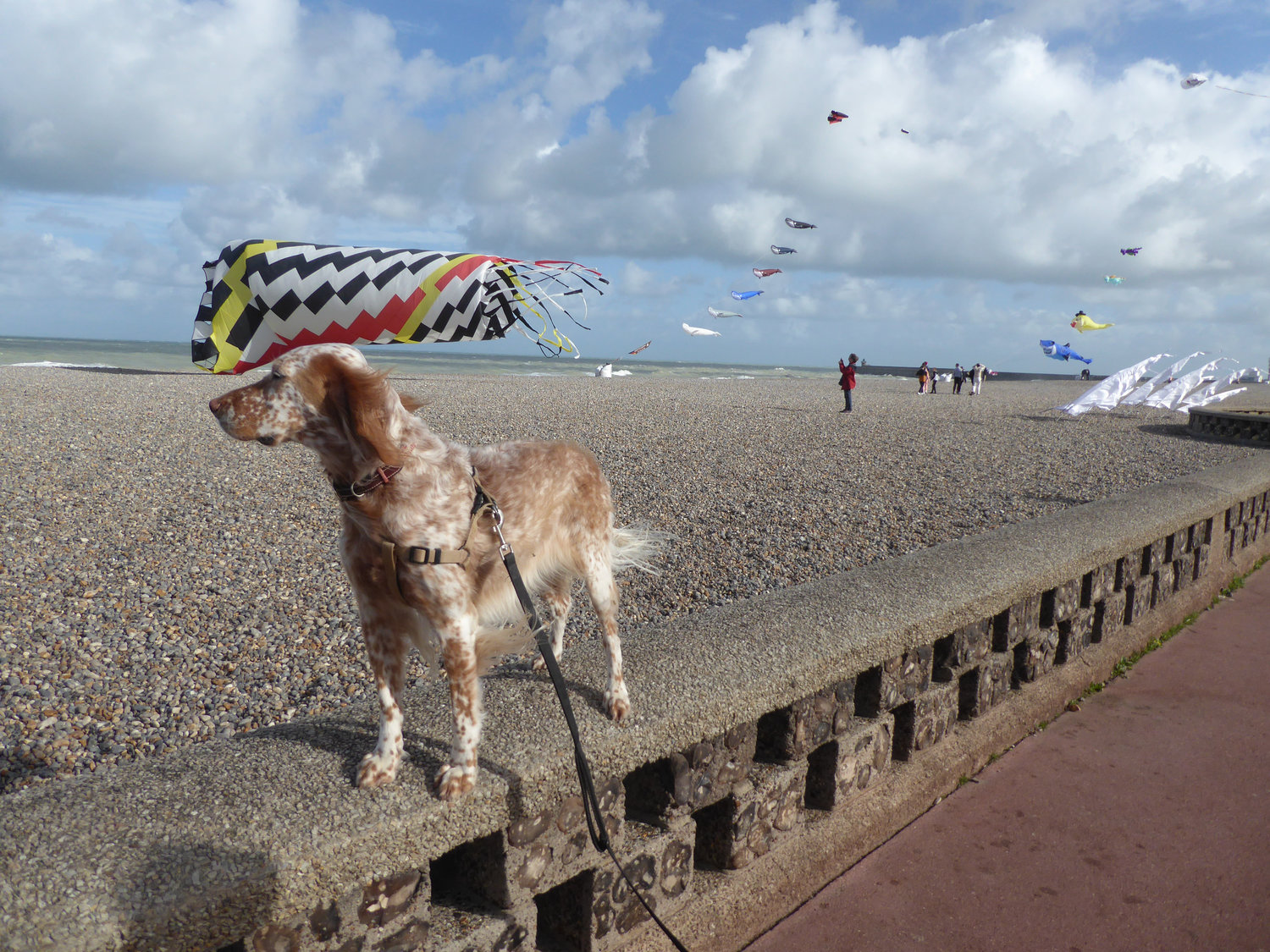 Un petit coucou de Pastille