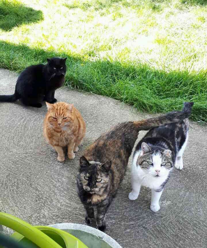 Sierra, notre doyenne nous a quittés