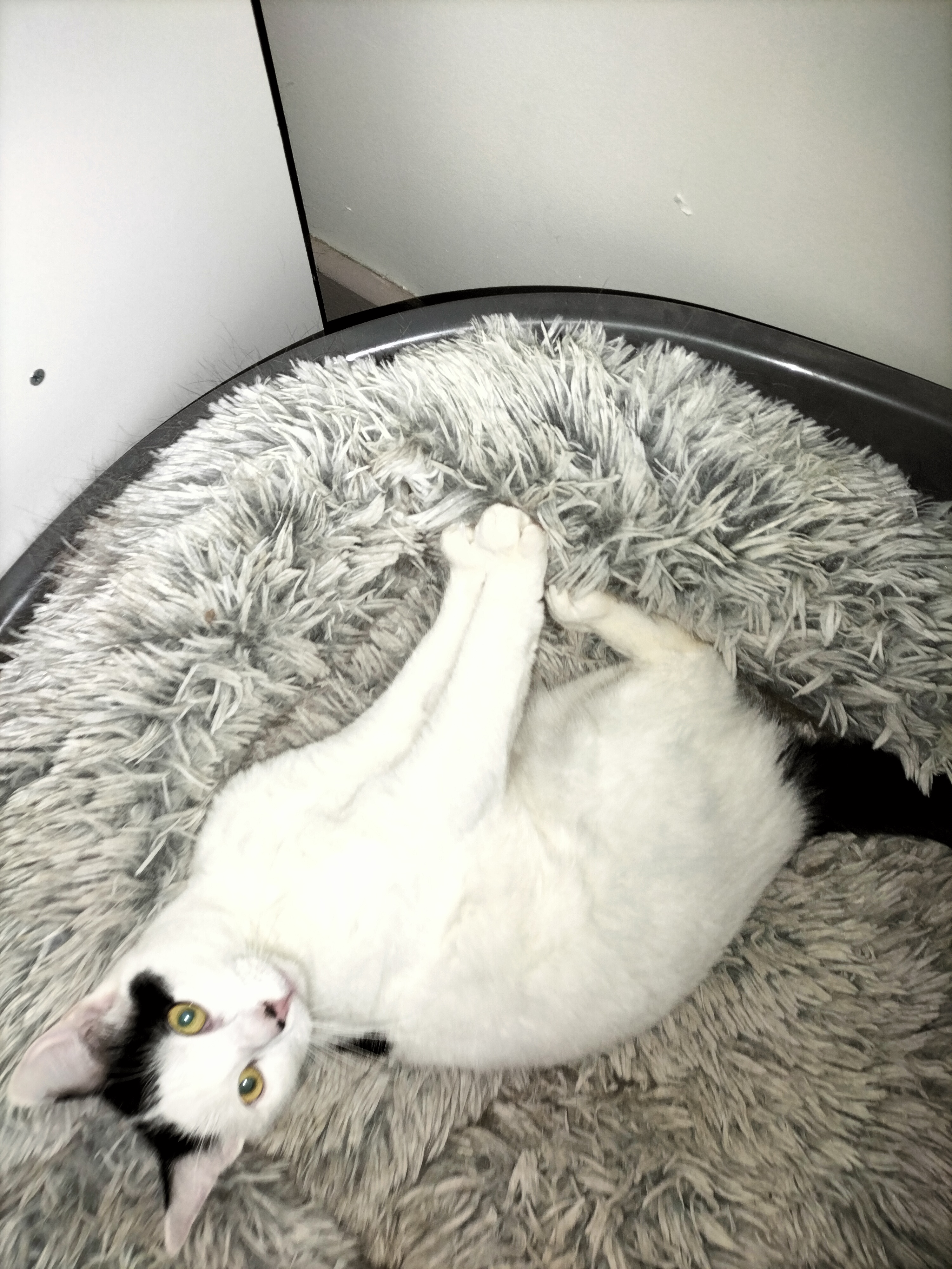 Des nouvelles de Velours