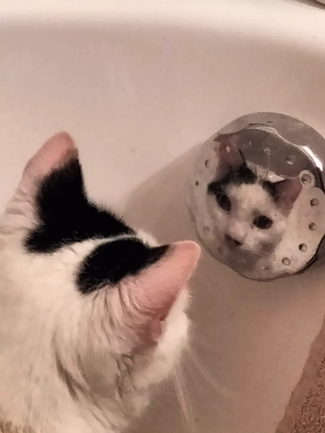 Des nouvelles de Velours