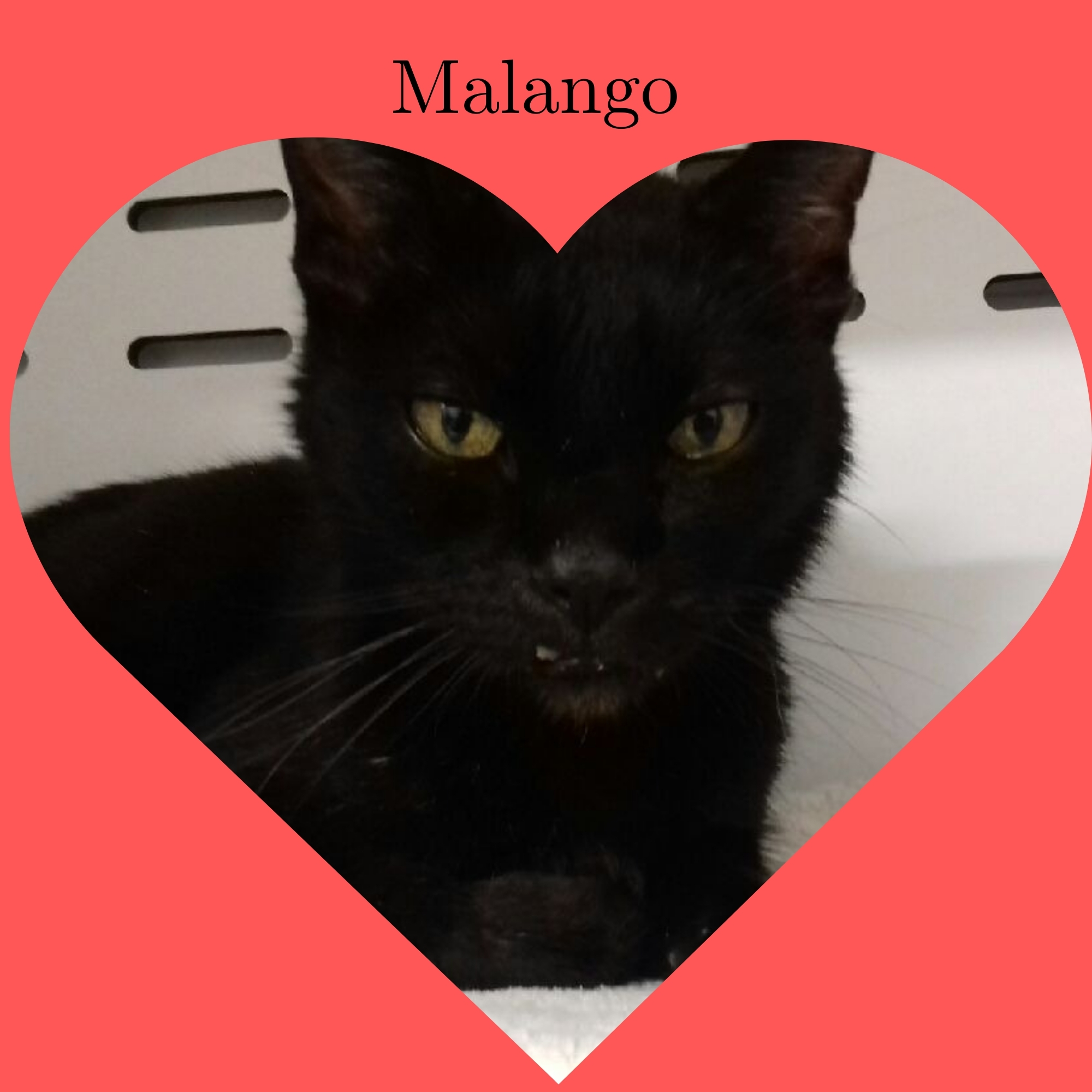 Hommage à Malongo et Macaron