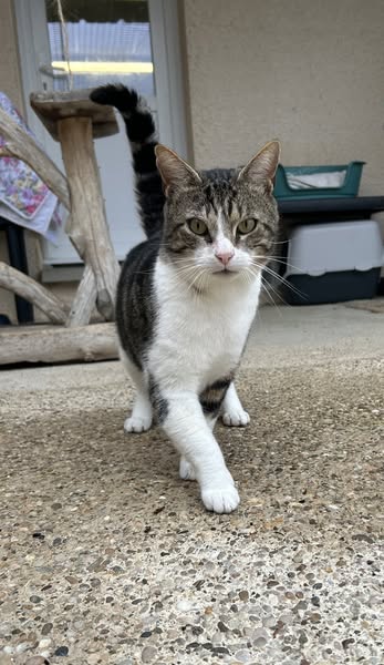 Ozzy, SOS d'un chat en détresse