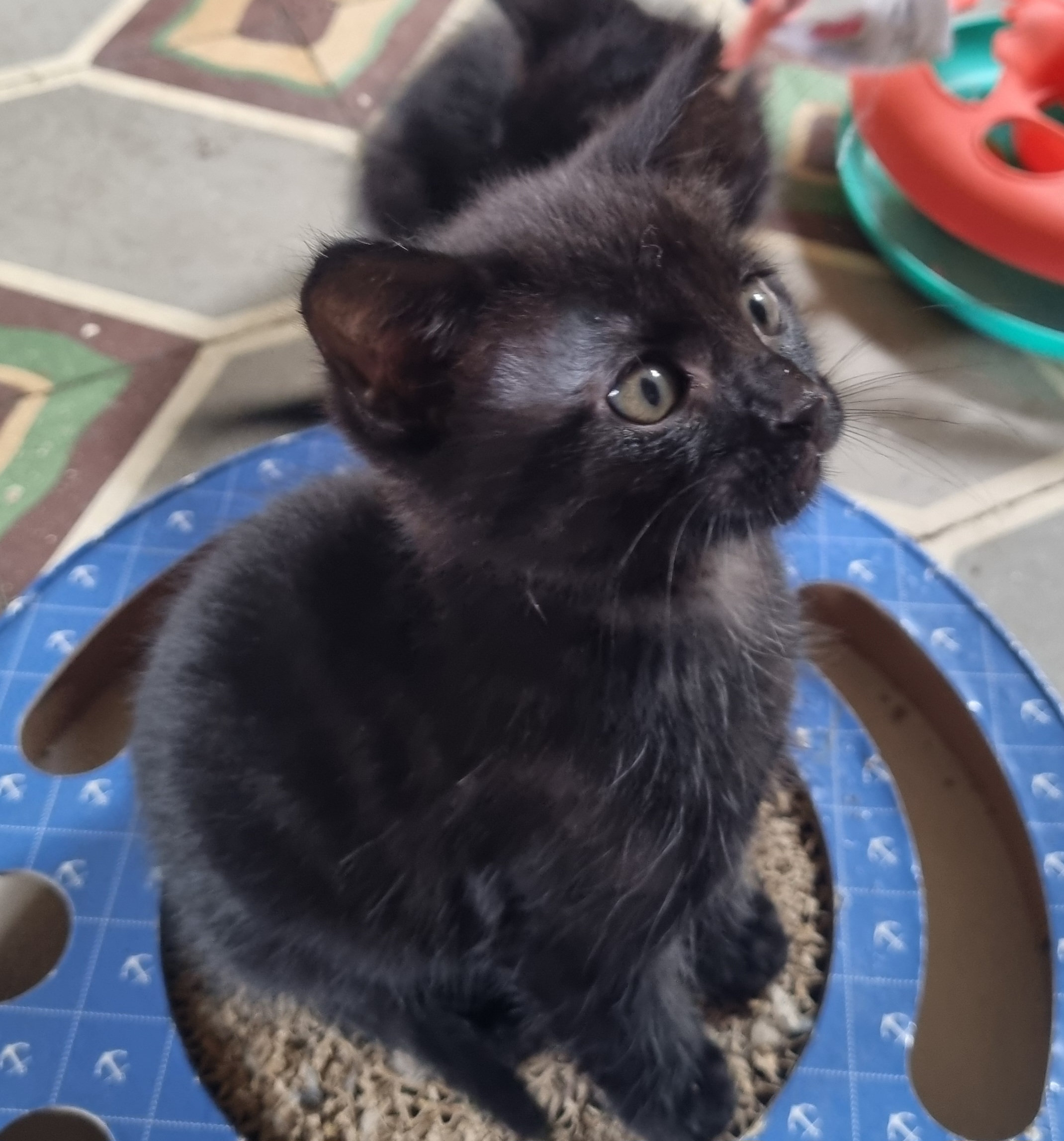 Une maman et ses 5 chatons