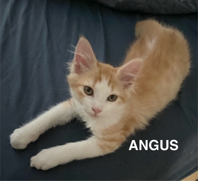 Angus, Aimée et Angie