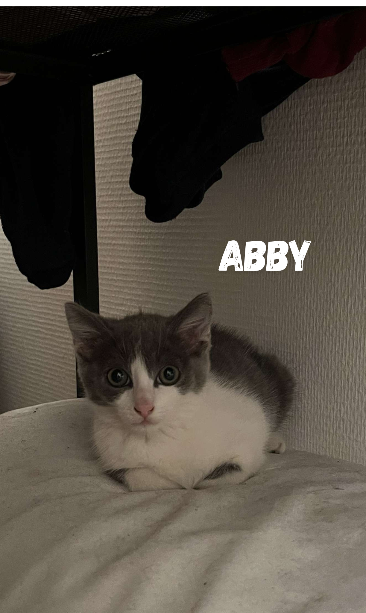 Abby , Ador , et Azimut noir