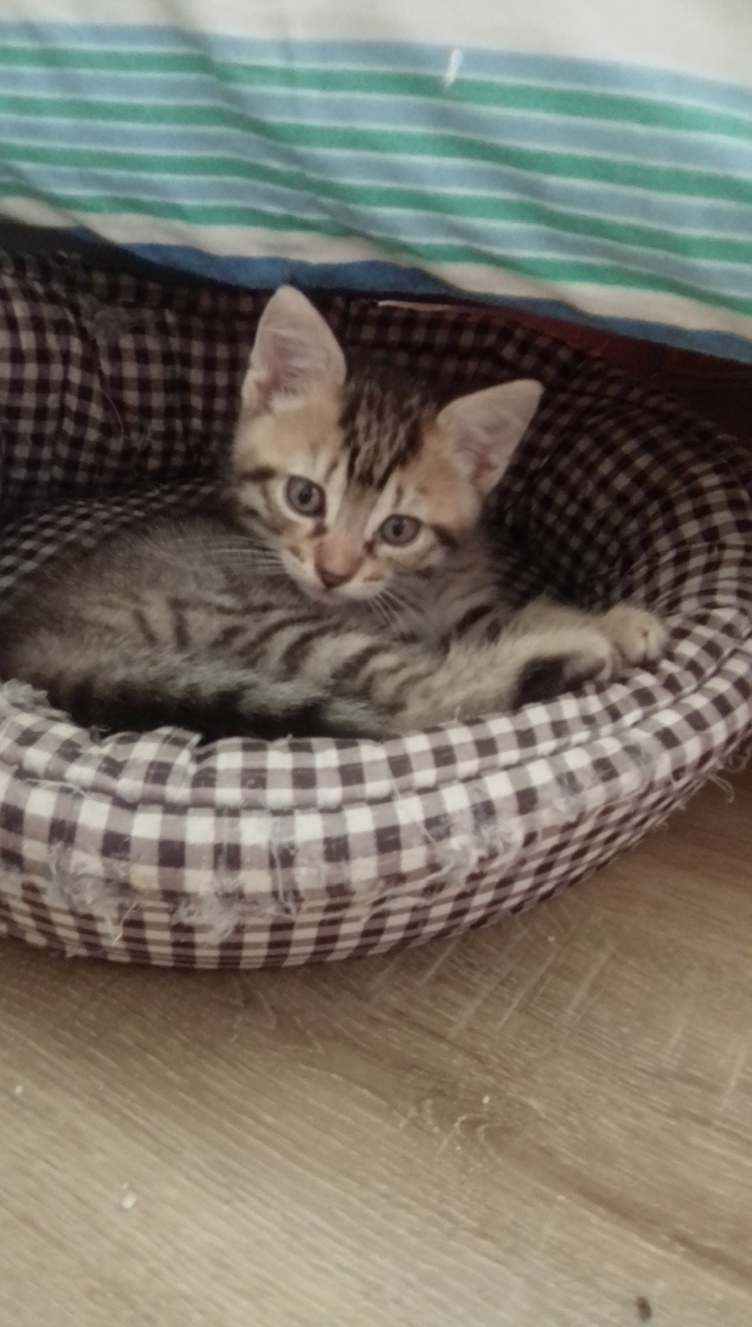 Argus foncé, Adamo gris clair