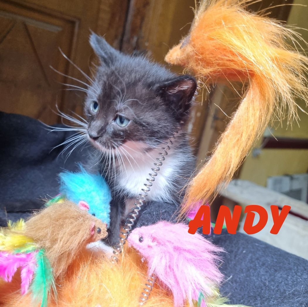 A l'adoption 5 chatons