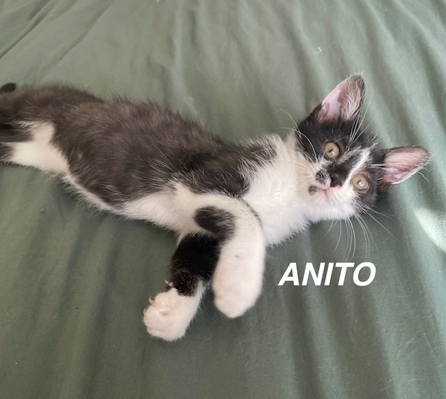 ANITO