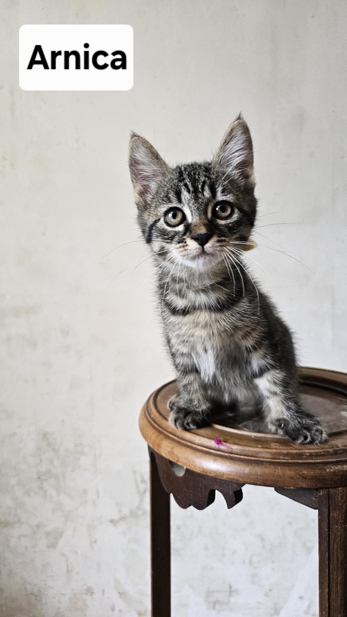 Arnica , Avia, Arissa  et Activia