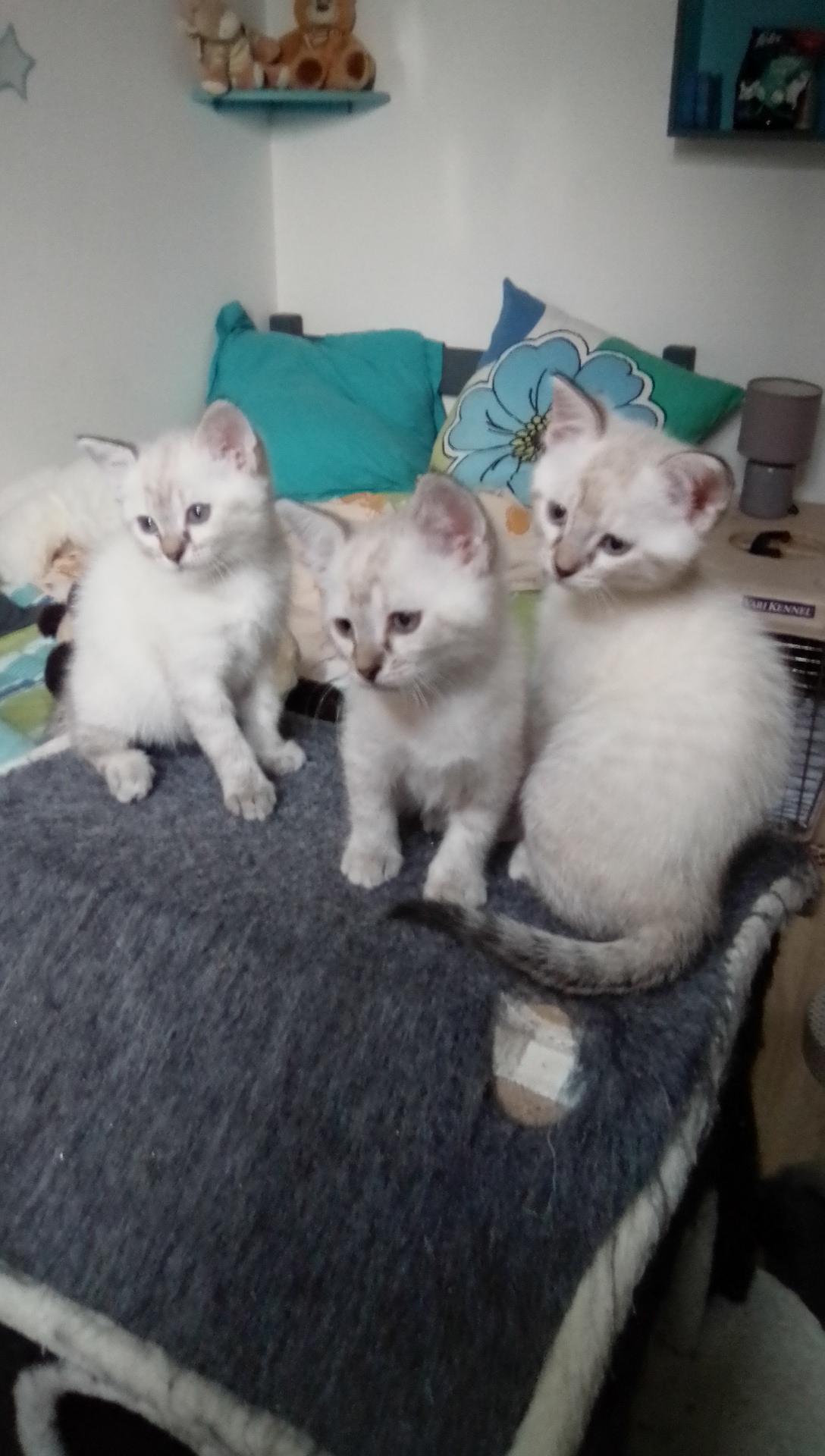 Azur, Azueka et Astrid