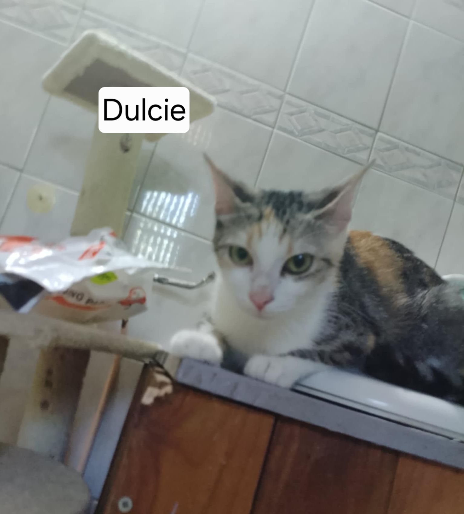 Dulcie
