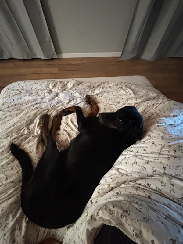 Des bonnes nouvelles d'Hector