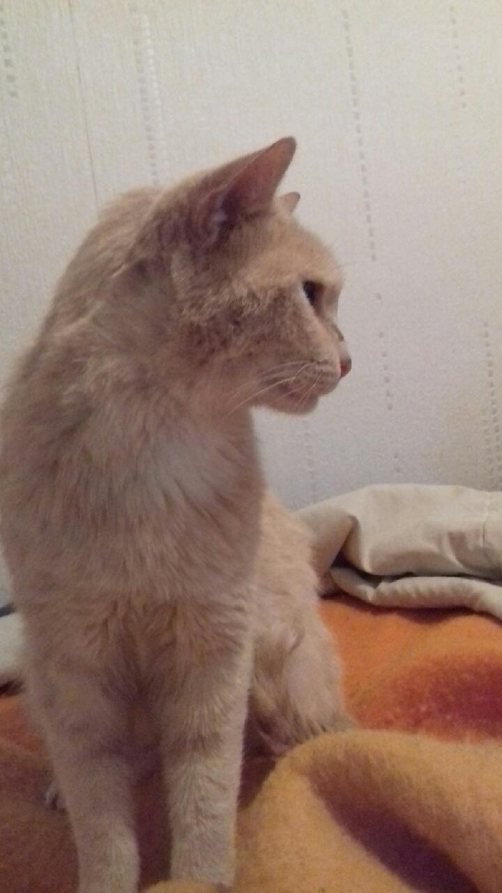 Des nouvelles de Milou