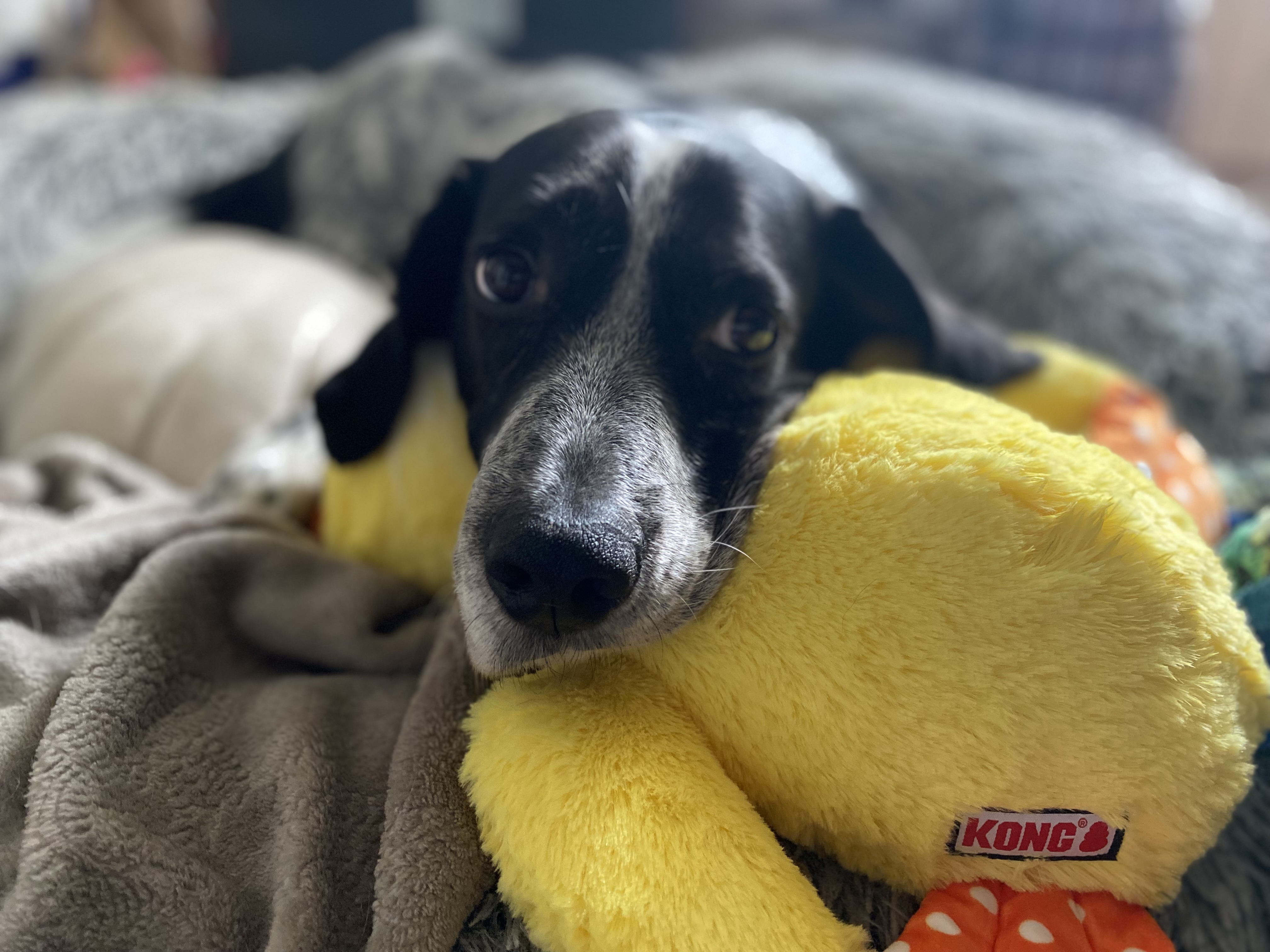 Des nouvelles d’Olky