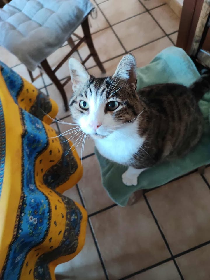 Scoubidou chat mélomane.