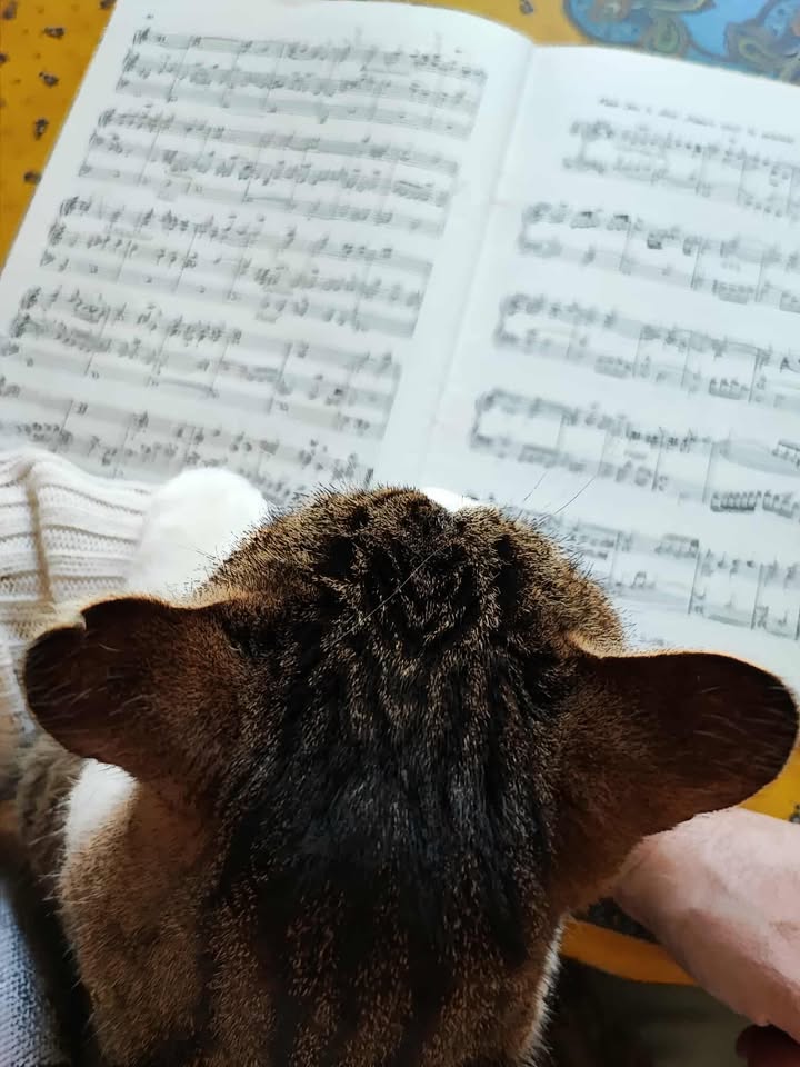 Scoubidou chat mélomane.