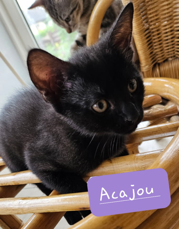 Acajou