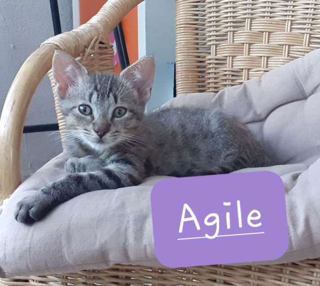 Agile