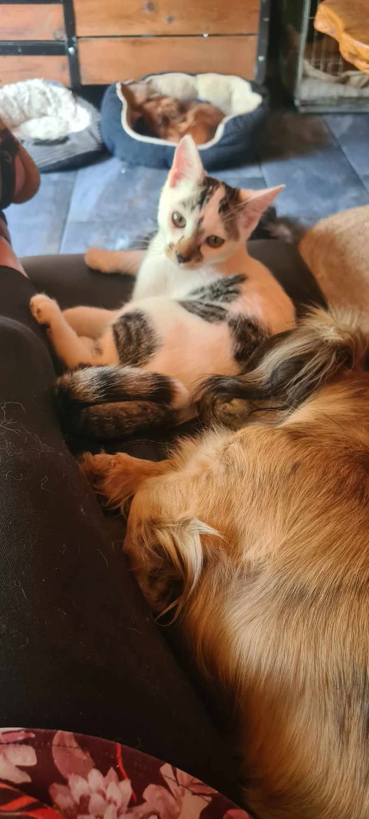 Ambre des nouvelles dans sa famille.