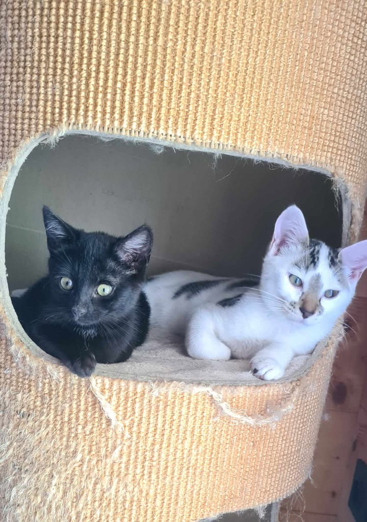 Ambre des nouvelles dans sa famille.