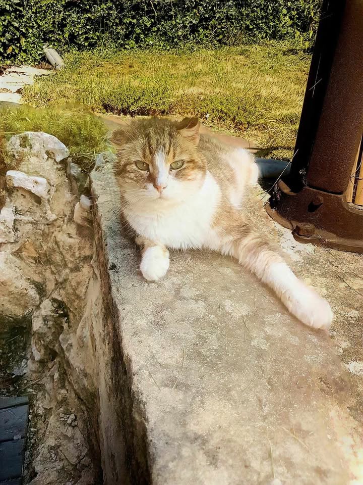 Geo un amour de chat