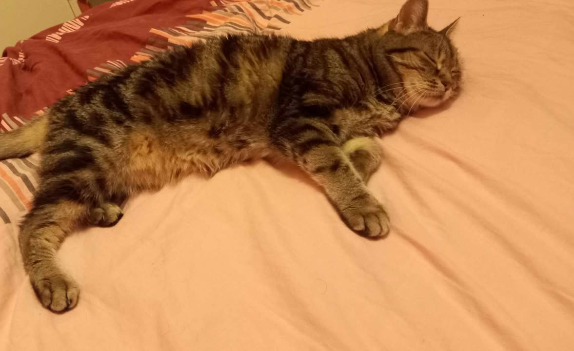 Coucou c'est Giroflée