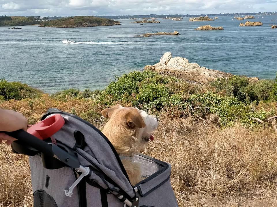 MILOU en Bretagne
