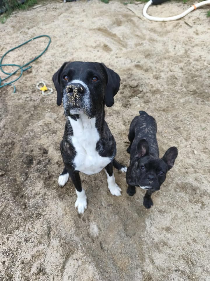 Willo maintenant Volt.