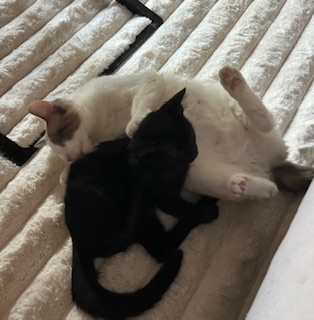 Des nouvelles d'Adonis