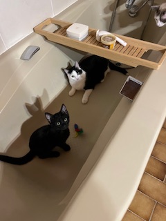 Des nouvelles d'Adonis