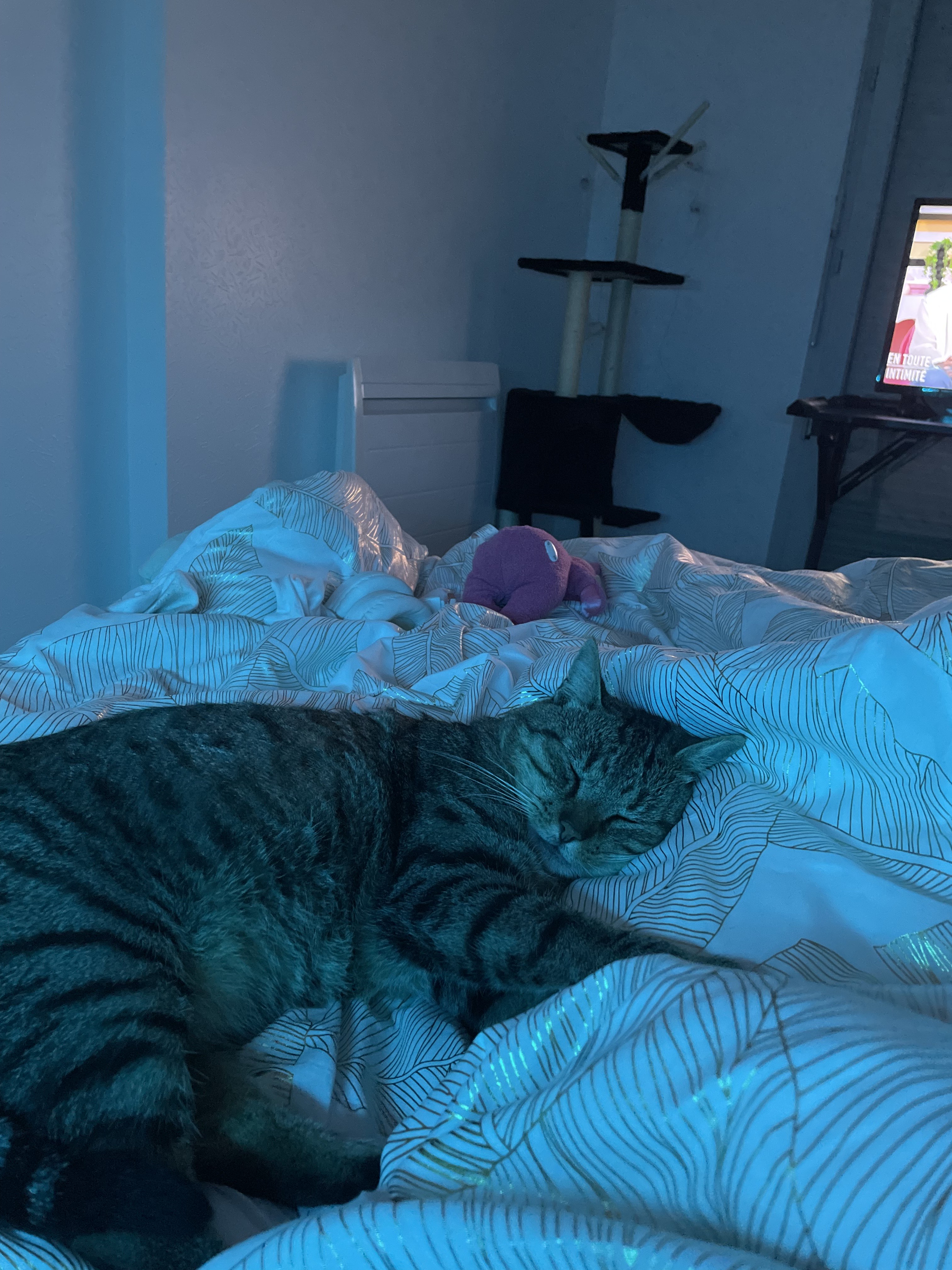 Des nouvelles de Barnabé