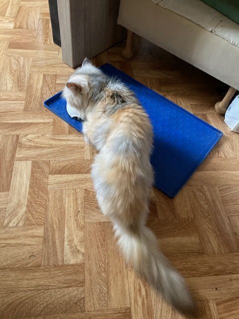 Des nouvelles de Noisette