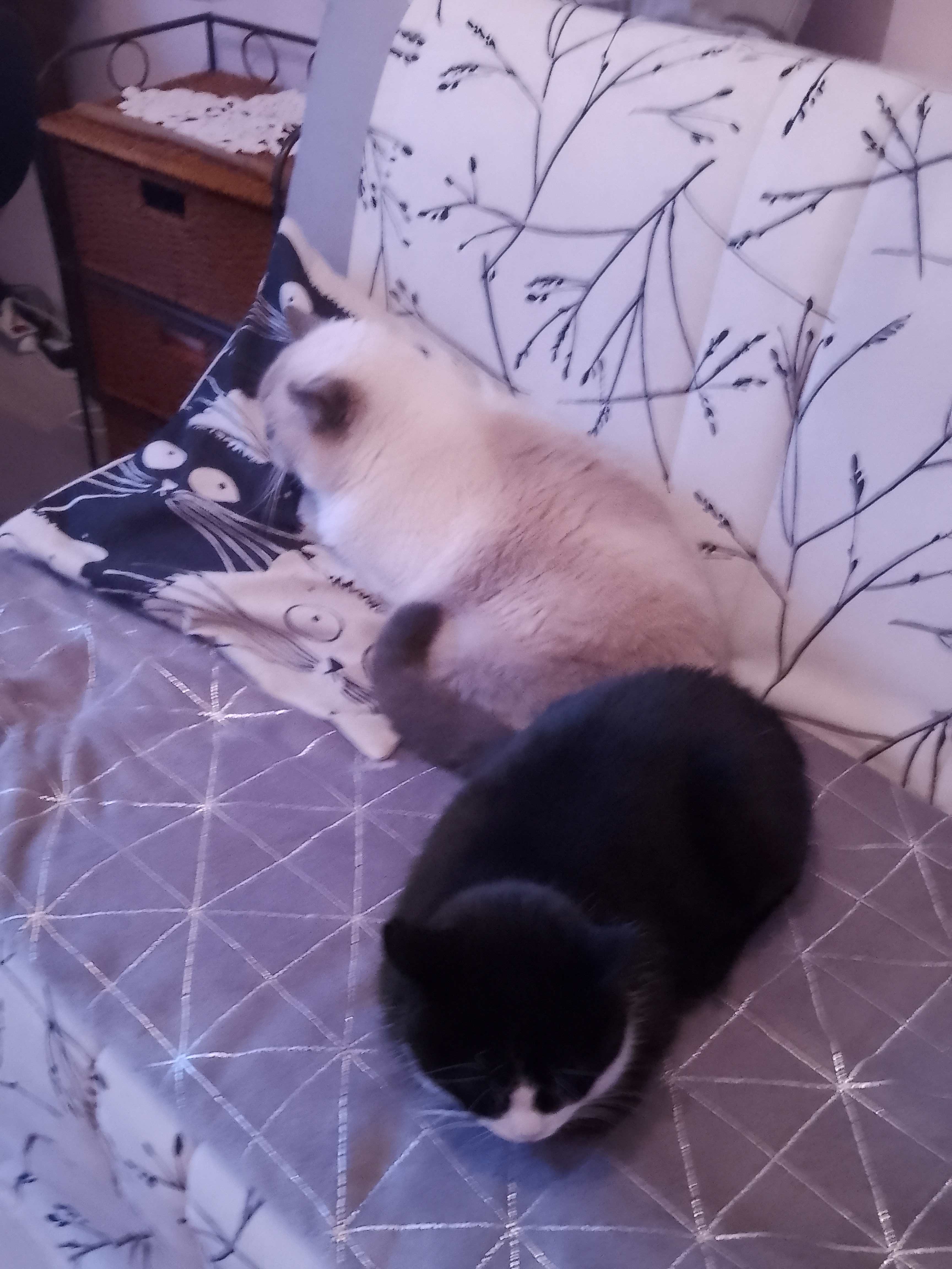 Des nouvelles d'Ophélia