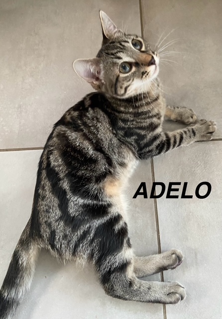 Adelie, abeille et Adelo