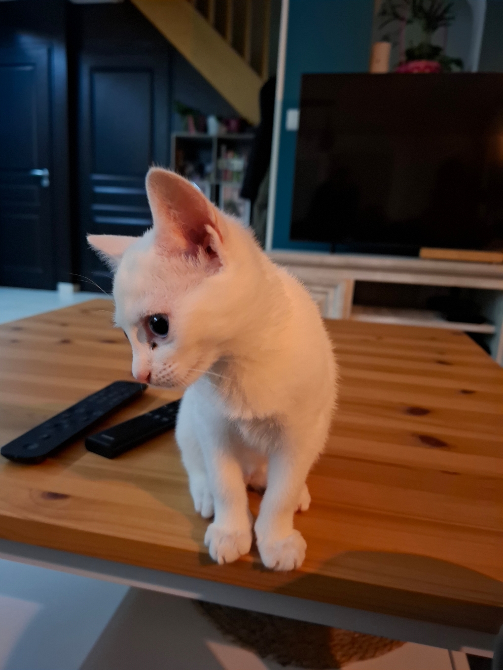 A l'adoption Arctique