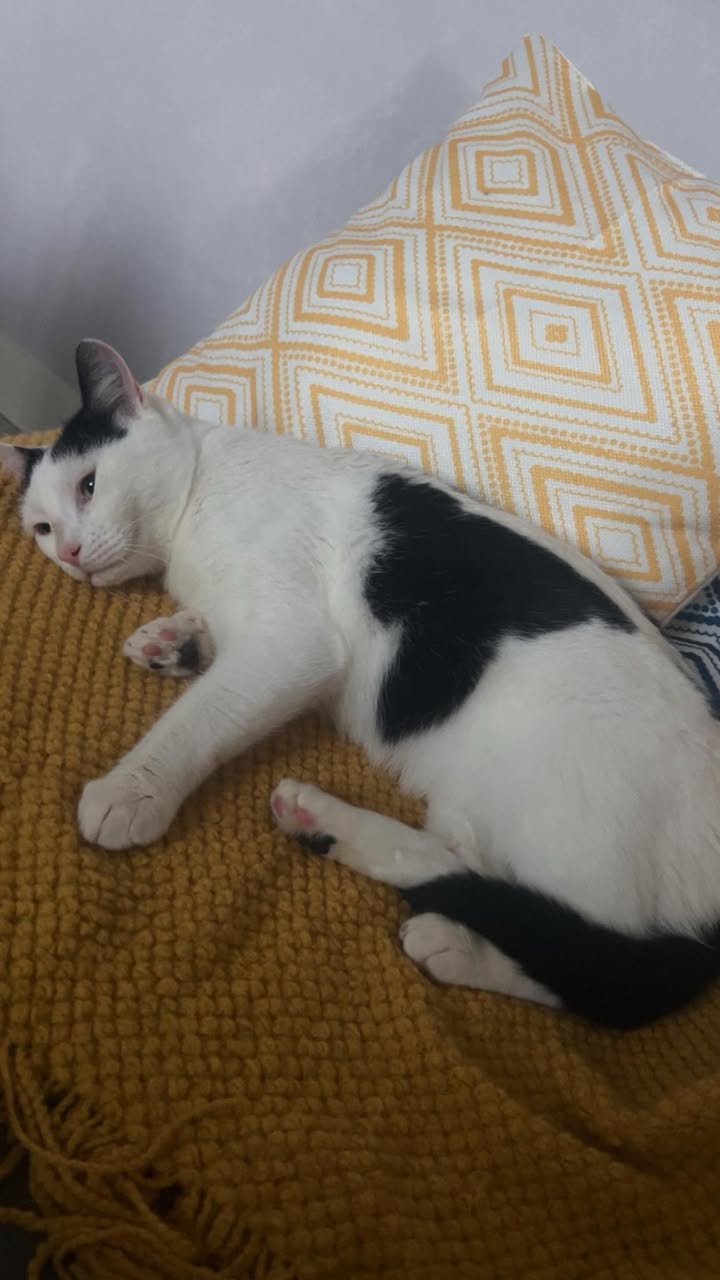 Domino des nouvelles.