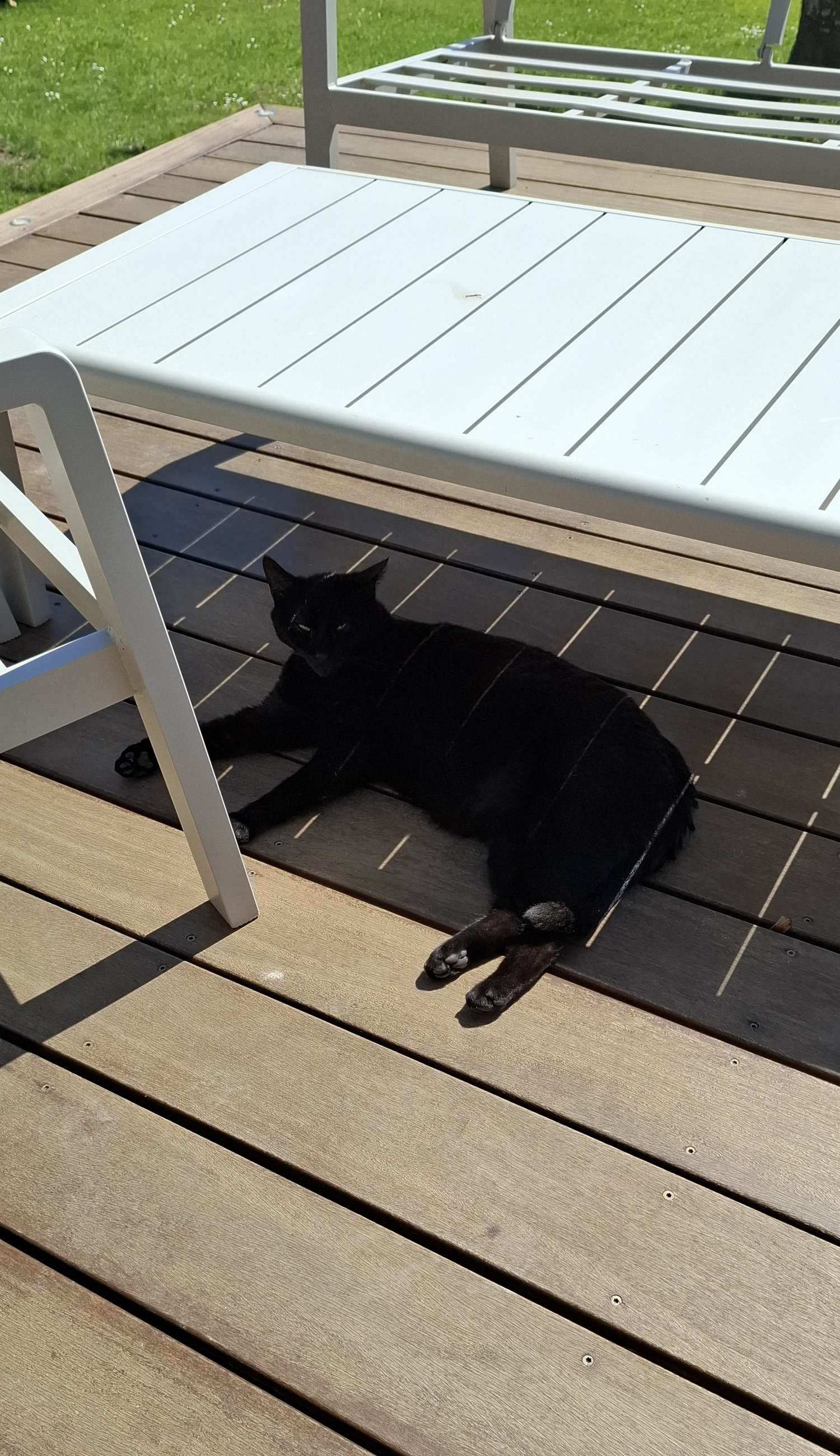 Des nouvelles de Vino anciennement Panthère