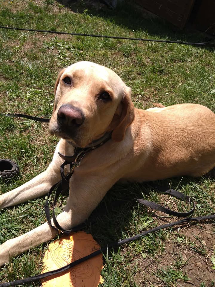 des nouvelles de Pitch