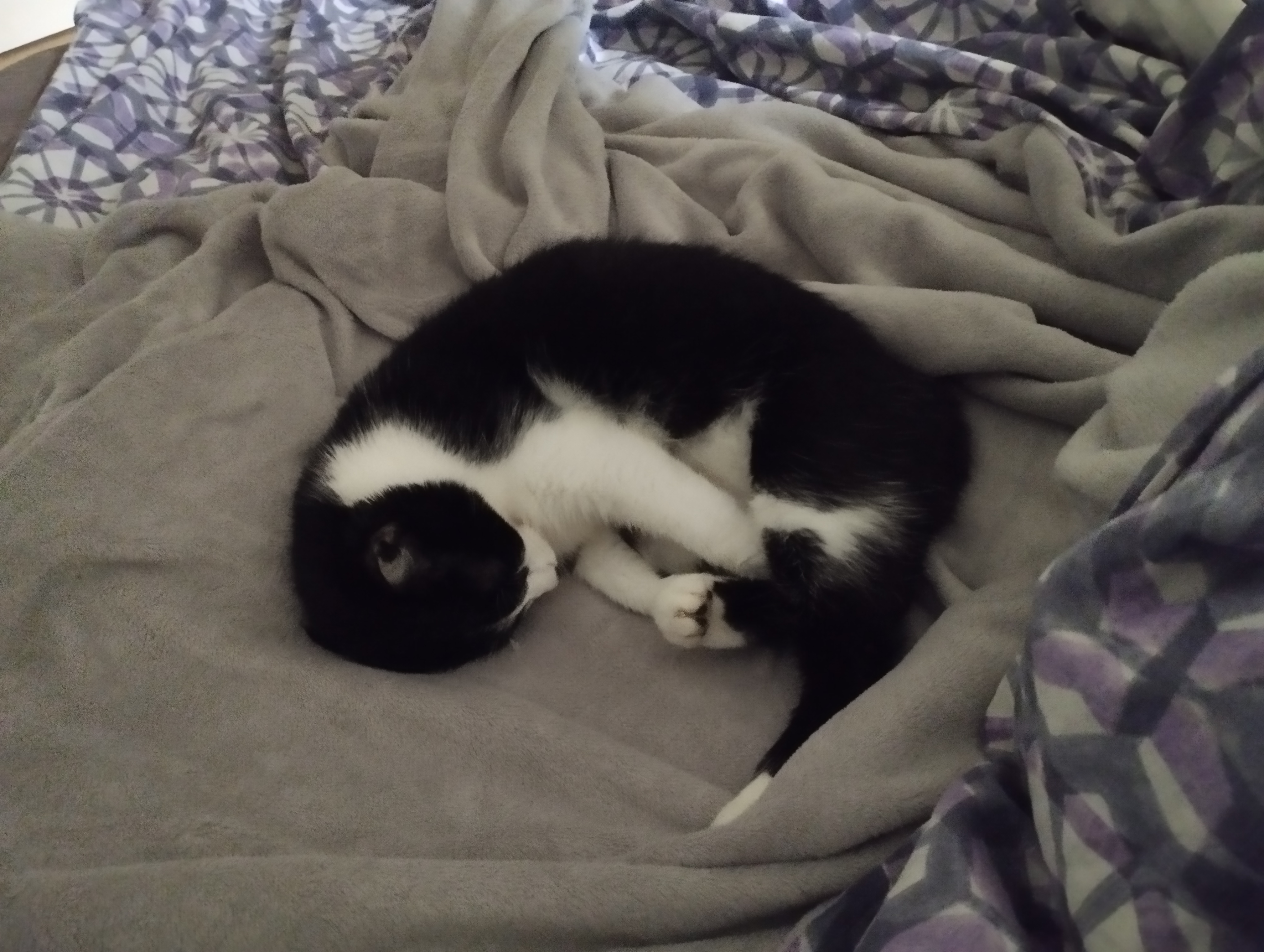 Nouvelle vie de Tara.