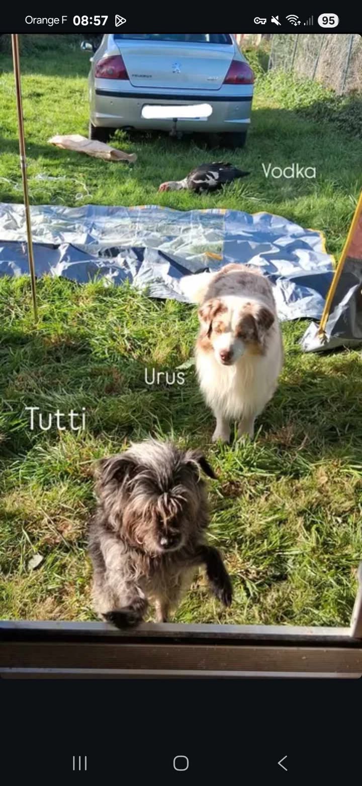 La longue vie de Tutti.