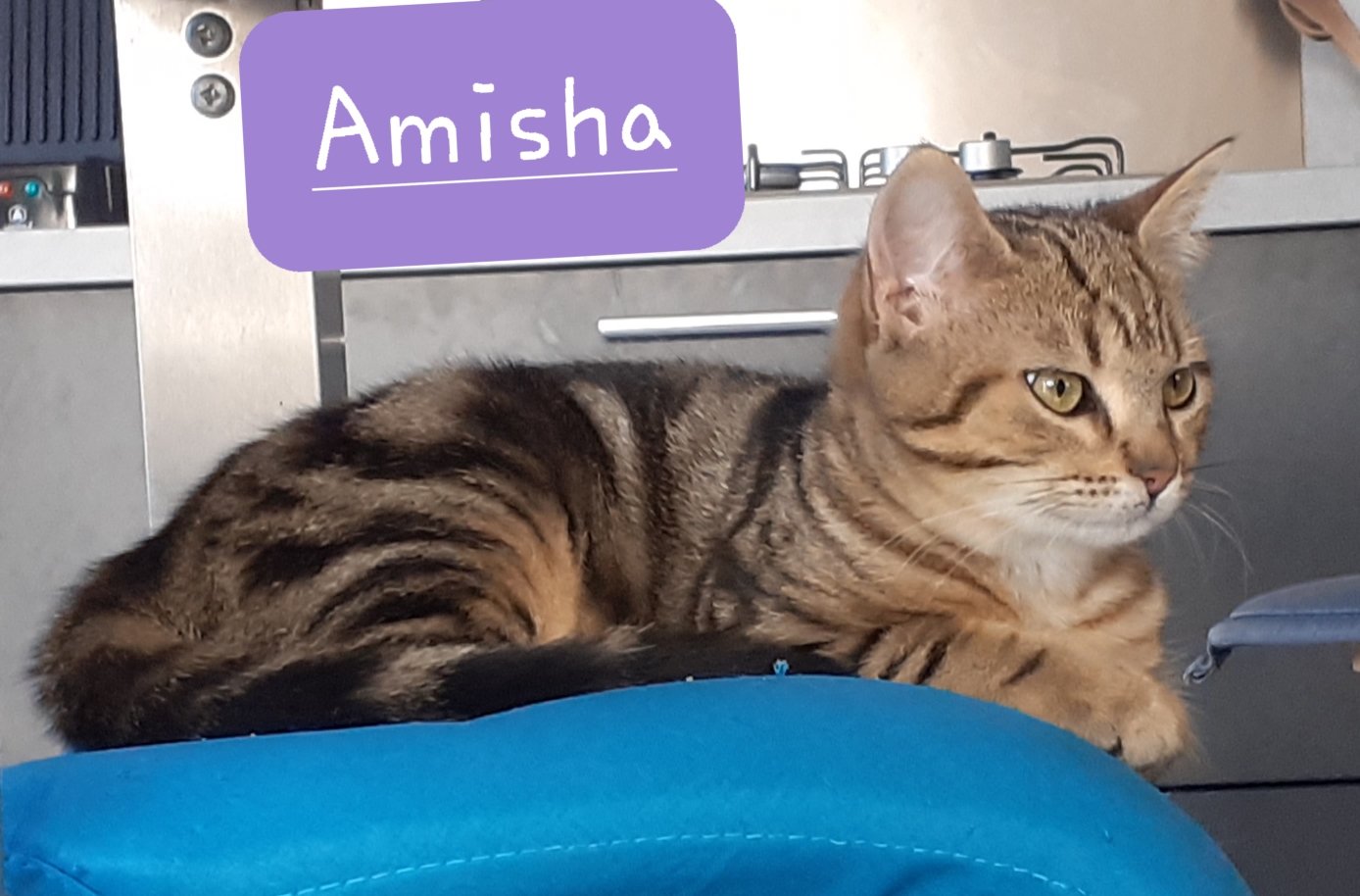 Amisha, Amiga et Amish